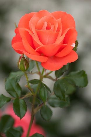 Orange Rose