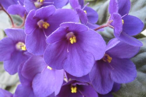 Purple Flowers