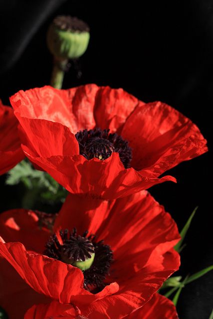 Red Poppy Flower